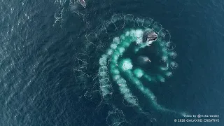 Six whales bubble-net feeding in Antarctica
