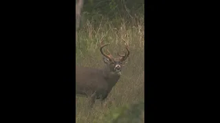 Biggest Missouri Buck We’ve EVER Hunted!