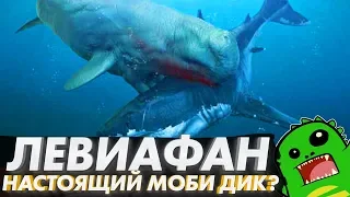 ЛЕВИАФАН — главный противник мегалодона и настоящий Моби Дик? [ЭВОЛЮЦИЯ КИТОВ]