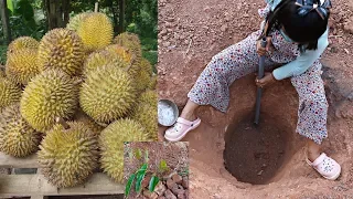 How to plant durian tree to fast harvest - Take time 3 years to durian fruit harvest