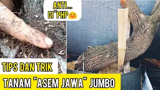 CEPAT TRUBUS BUKAN PHP -Cara Tanam Cangkok Asem Jawa JUMBO,  SATU MINGGU DI JAMIN TRUBUS