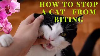 How To Stop a Cat From Biting