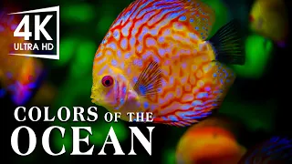 The Best 4K Aquarium - The Colors of the Ocean, The Sound Of Nature #12