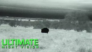 Thermal Hog Hunting with the REAP-IR: 210lb Boar with 6.8 SPC II