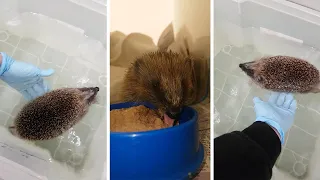 Injured Hedgehog Recovers Using Hydrotherapy