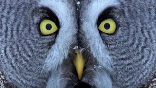 Mesmerising Owl Moments | BBC Earth