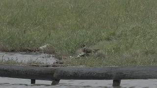 ハシビロガモを捕食するハヤブサ若鳥20240428米子水鳥公園P4285900