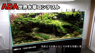 ADA世界水草コンテスト　立ち上げからリセットまで水換えなしで水草レイアウトを楽しむ。後編