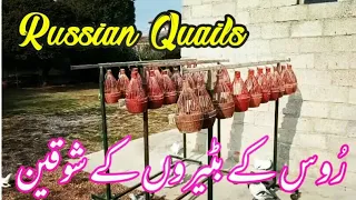 Quails call in Russia | btairoon ka bulara | بٹیروں کی آواز شکار کے لیے