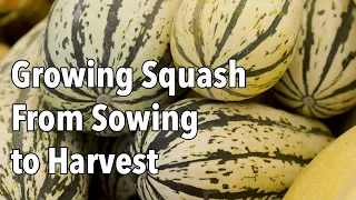 Growing Squash from Sowing to Harvest