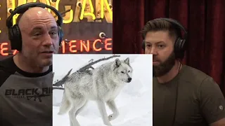 Joe Rogan: Colorado To Reintroduce Wolves | Colorado to Reintroduce Wolves | Forrest Galante
