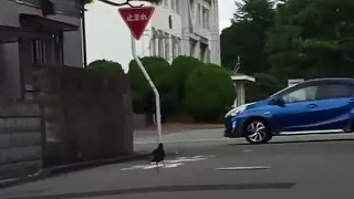 happy black dog (crow) jumping on the streets