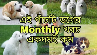 এই পাঁচটি ডগ এর monthly খরচ একদমই কম | pom tv love dog