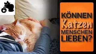 🔥Können Katzen Menschen lieben? Liebt meine Katze mich? Wenn ja, wie zeigen Katzen ihre Zuneigung?