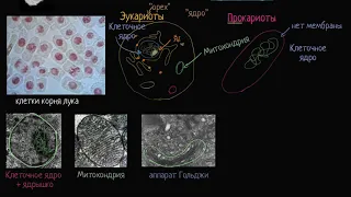 Прокариот и эукариот (видео 5) | Строение клетки | Биология