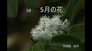 ５８　5月の花