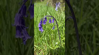 How to recognise English or Native BLUEBELLS #nature #naturelovers #flowers #bluebells #facts #fact
