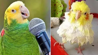 Baby Animals 🔴 Funny Parrots and Cute Birds Compilation (2023) Loros Adorables Recopilación #2