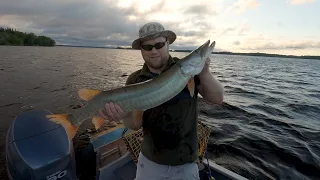 Lake Vermilion Sunrise Figure 8 Muskie on Mepp's Flashabou