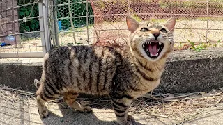 A striped cat meows happily when touched by a human.