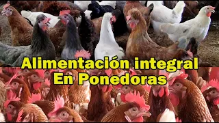 GÜIA PARA LA ALIMENTACION DE PONEDORAS