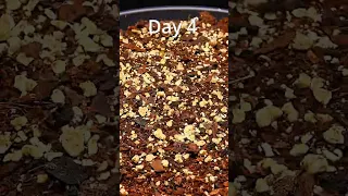 #хочуврекомендации 57 days in 15s! Growing a watermelon plant from seed time lapse🍉#watermelon #gard