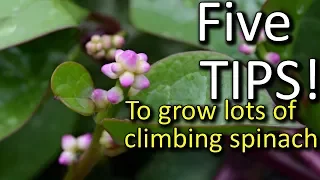 5 Tips How to Grow a Ton of Malabar Climbing Spinach