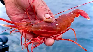 How to Catch Spot Prawns (Shrimp) Alaska