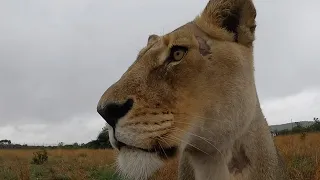 Devastated about Amy’s Illness | The Lion Whisperer
