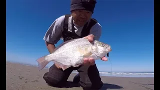 Surf Fishing the Oregon coast - how to setup a rig and catch big surf perch