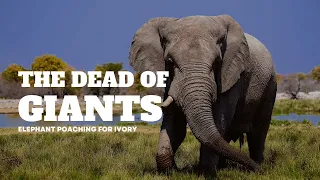 The Tragic Reality of Elephant Poaching for Ivory: What You Need to Know