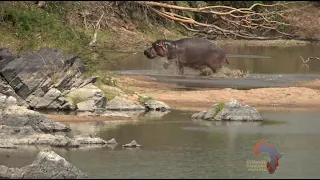 Ultimate Tanzania Safaris Hunting Hippo W