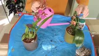 Watering Your Orchids