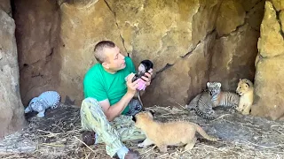 Маленькие львята УЖЕ стали АГРЕССИВНЫМИ и Люся будет помогать их воспитывать)