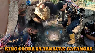 MAMAW NA KING COBRA NAKITA NG BATA HABANG NAG BABALAT#cobraprince #tolcobra #cobraking