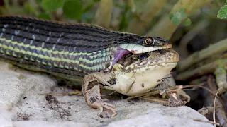 Ribbon Snake Eating LIVE Leopard Frog Whole (4K)