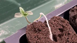 Autoflowering Hemp Plants From Seed to Harvest (1 of 3)