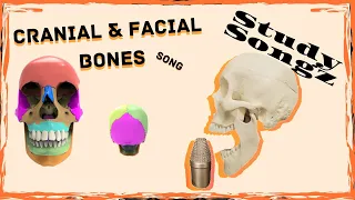 Cranial and Facial Bones Song - Study Songz - Bones of the Skull