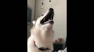 MUST TRY WITH YOUR DOG! Puppy reacts to sounds Dogs React too. (As Seen On TikTok ) ORIGINAL VIDEO