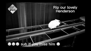 Sad story of how Henderson the hamster died :(