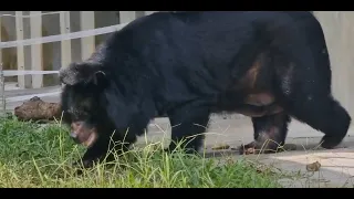 Our Most Traumatised Bear Dawn Steps On Grass For First Time 🥰 | Animals Asia