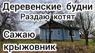 Деревенские будни🏠 Сажаю крыжовник. Раздаю котят🐈‍⬛🐈‍⬛🐈‍⬛