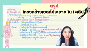 สรุปเซลล์ประสาทใน 1 คลิป : ชีวะครูฝ้าย