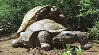 Tortoise gets frisky with our Spy Robot Tortoise