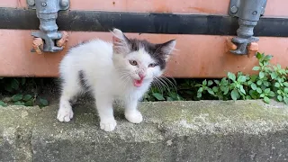 Incredibly beautiful white Kitten. This Kitten loves to play. 😍