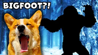 Dogs Track Bigfoot!