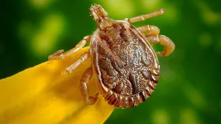 Overlooked Lyme disease symptoms