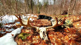 My Dog finds a GIANT Moose Skull in the Mountains | SHED HUNTING 2022