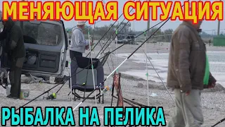 Ситуация на море где ловят пелика.