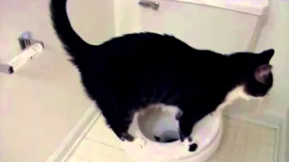 Кошка приучилась ходить в туалет на унитаз. Система "Домакот"
